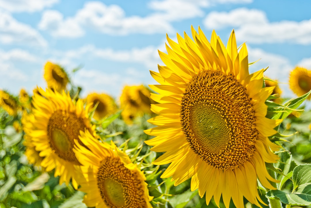 Kansas Flag: A Symbol of Pride and Unity